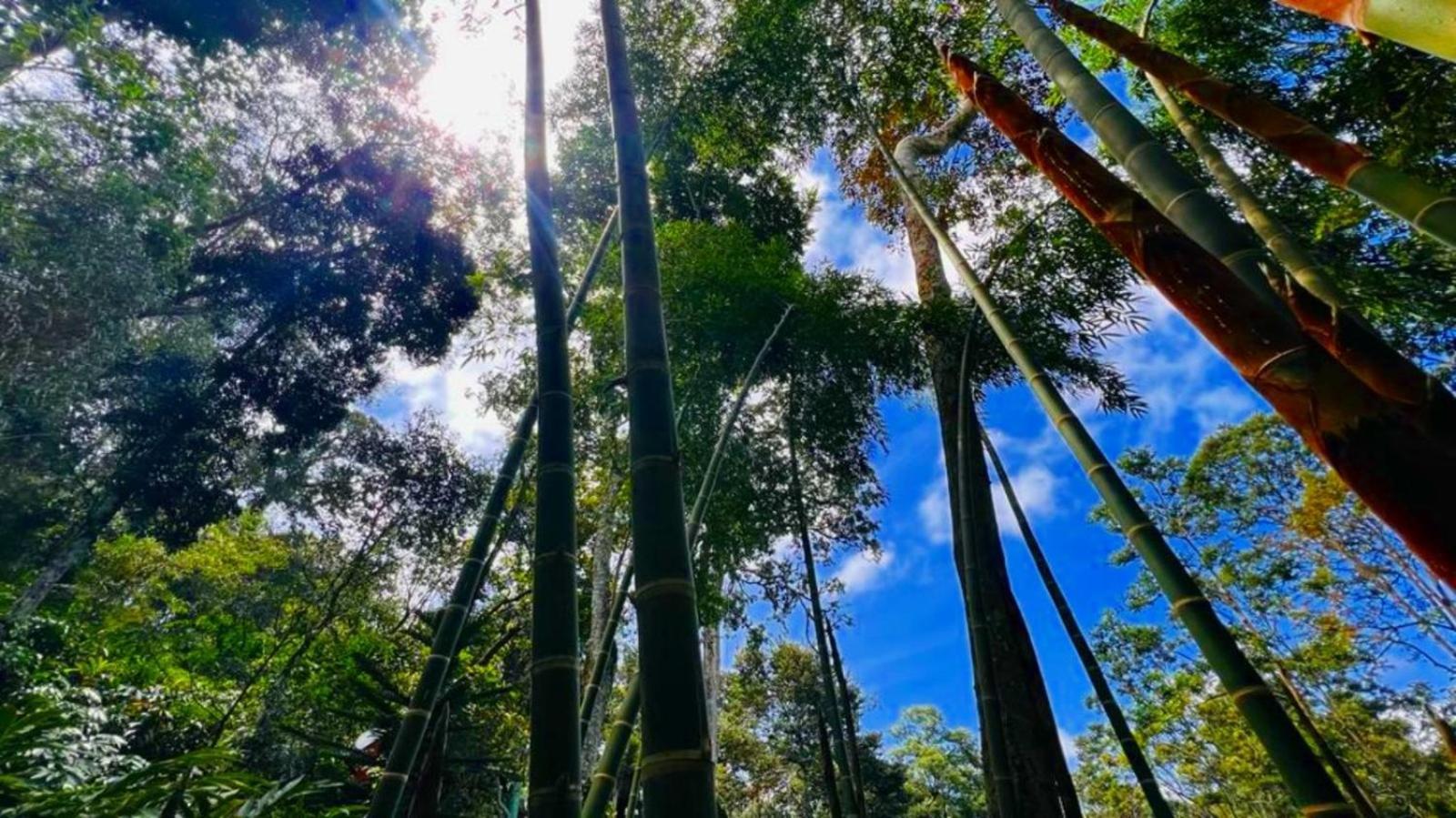 Bamboo Dale Resort, Муннар Екстер'єр фото
